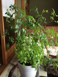 小さい時に買ってきたのですが 観葉植物の名前がわかりません どなた Yahoo 知恵袋