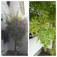 もみじの消毒について教えて下さい庭に植えて25年程になるもみじ Yahoo 知恵袋