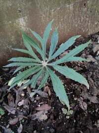 ヤブレガサとヤブレガサモドキの違いは何でしょう ちなみにこの植物はどちらでし Yahoo 知恵袋