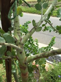 地植えにしていたパールアカシアですが、年末年始不在にして帰ってきた