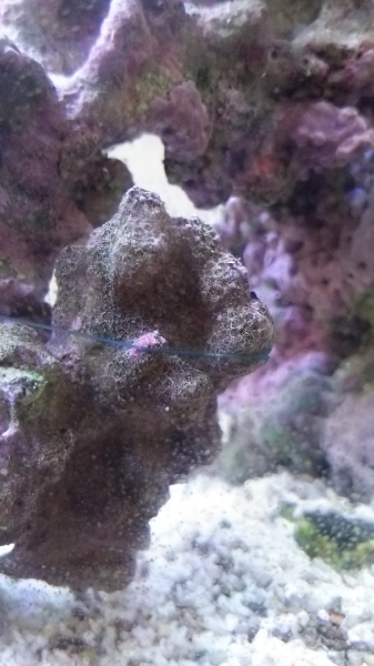 家の海水魚水槽に変なのが湧きました。黒いミミズのようなものです。明 