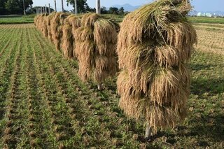 稲の乾燥方法ですが 写真の様な干し方を何と言うのでしょうか 田んぼの土 Yahoo 知恵袋