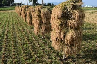 稲の乾燥方法ですが 写真の様な干し方を何と言うのでしょうか 田んぼの土 Yahoo 知恵袋