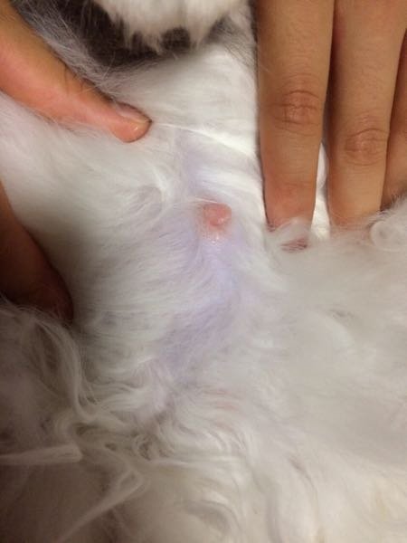 猫の妊娠について - 乳首がピンク色というのは妊娠してるってことか 