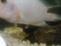 熱帯魚が脱腸しているかもしれないので教えて下さい 一昨日か Yahoo 知恵袋