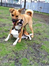 このビーグルと一緒に遊んでいるこの雑種はどんな犬種が入っていると思いますか Yahoo 知恵袋