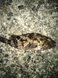この魚はなんでしょうか ムラソイですか ガシラ カサゴ です 煮付けな Yahoo 知恵袋