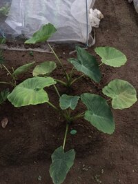 里芋の植え着け時期なんですが 暖地地方で6月上旬に植え着けは遅すぎて駄目 Yahoo 知恵袋