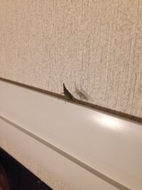 昨夜 部屋に1cmくらいの小さい緑色の羽虫が侵入してきました ハエ Yahoo 知恵袋