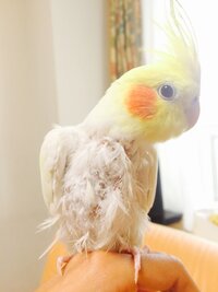 オカメインコの毛引き症について 年齢1歳半のオカメインコの首あたりに 先月末 Yahoo 知恵袋