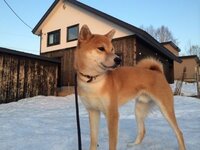 犬の血統書での名前 こんばんは 血統書付きのわんちゃんを飼って Yahoo 知恵袋