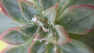 多肉植物の葉や茎の回りに 写真のような白いカビ状のものがたくさん付いてきて困 Yahoo 知恵袋