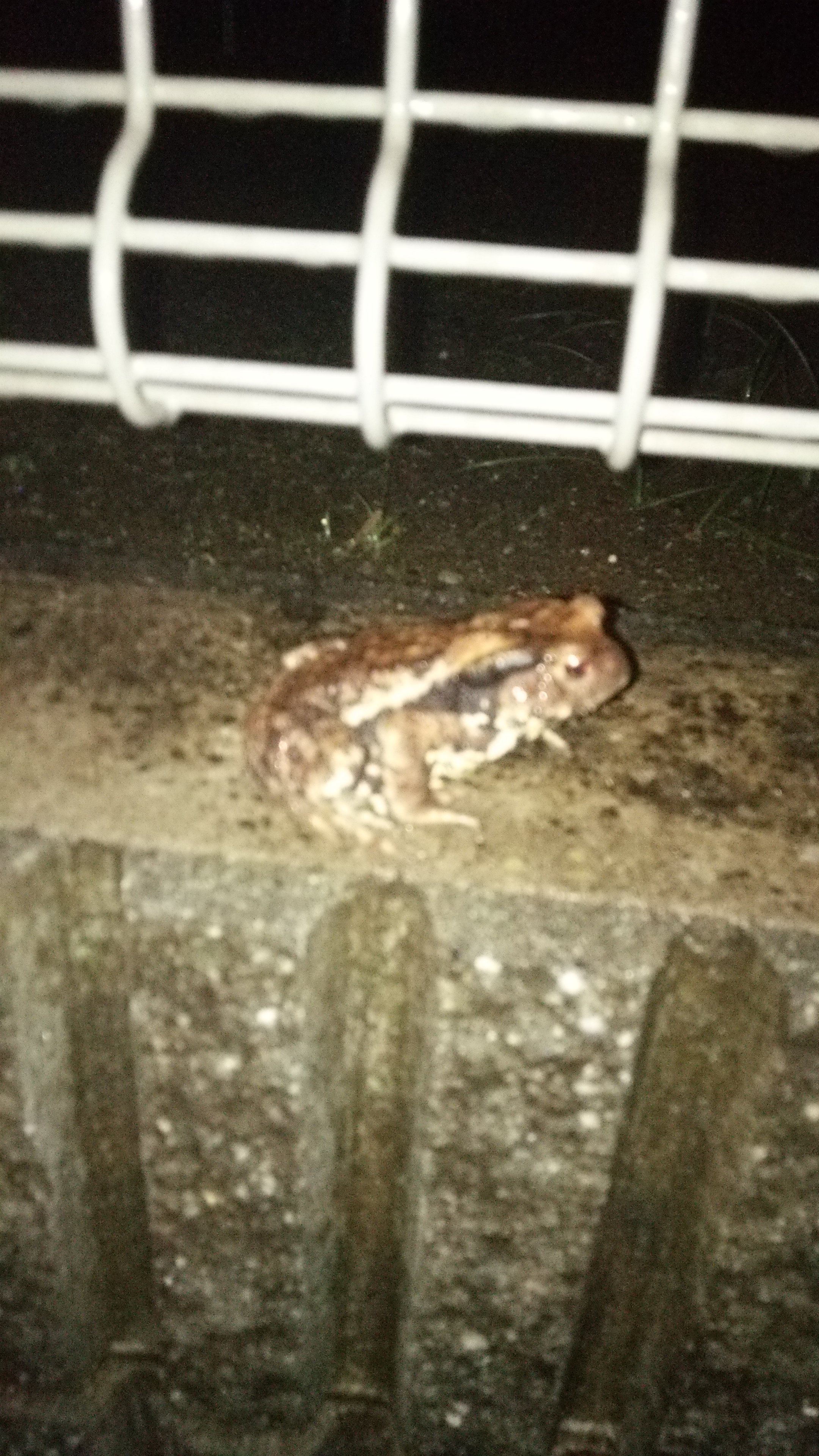 カエルについて 10センチくらいの可愛いカエルが花壇にいました Yahoo 知恵袋