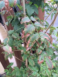 今年春に植えたアオダモが枯れてきています ネットで調べて細菌とかで枯れるとい Yahoo 知恵袋