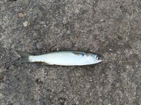 これは イワシでしょうか 違いますこの魚は ボラになります Yahoo 知恵袋