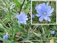青い花の名前を教えてください 青森県十和田市の 道路脇に咲いていた花です 雑 Yahoo 知恵袋