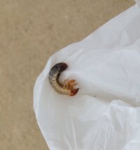 オーバーロードで死んだキャラを教えてください 人間種 Yahoo 知恵袋