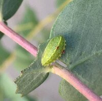 ユーカリの害虫 害獣 について教えてください 我が家には ユーカリグニ Yahoo 知恵袋