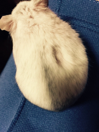 ジャンガリアンハムスター 背中がやけに盛り上がってて 触ったら背中右半分 Yahoo 知恵袋