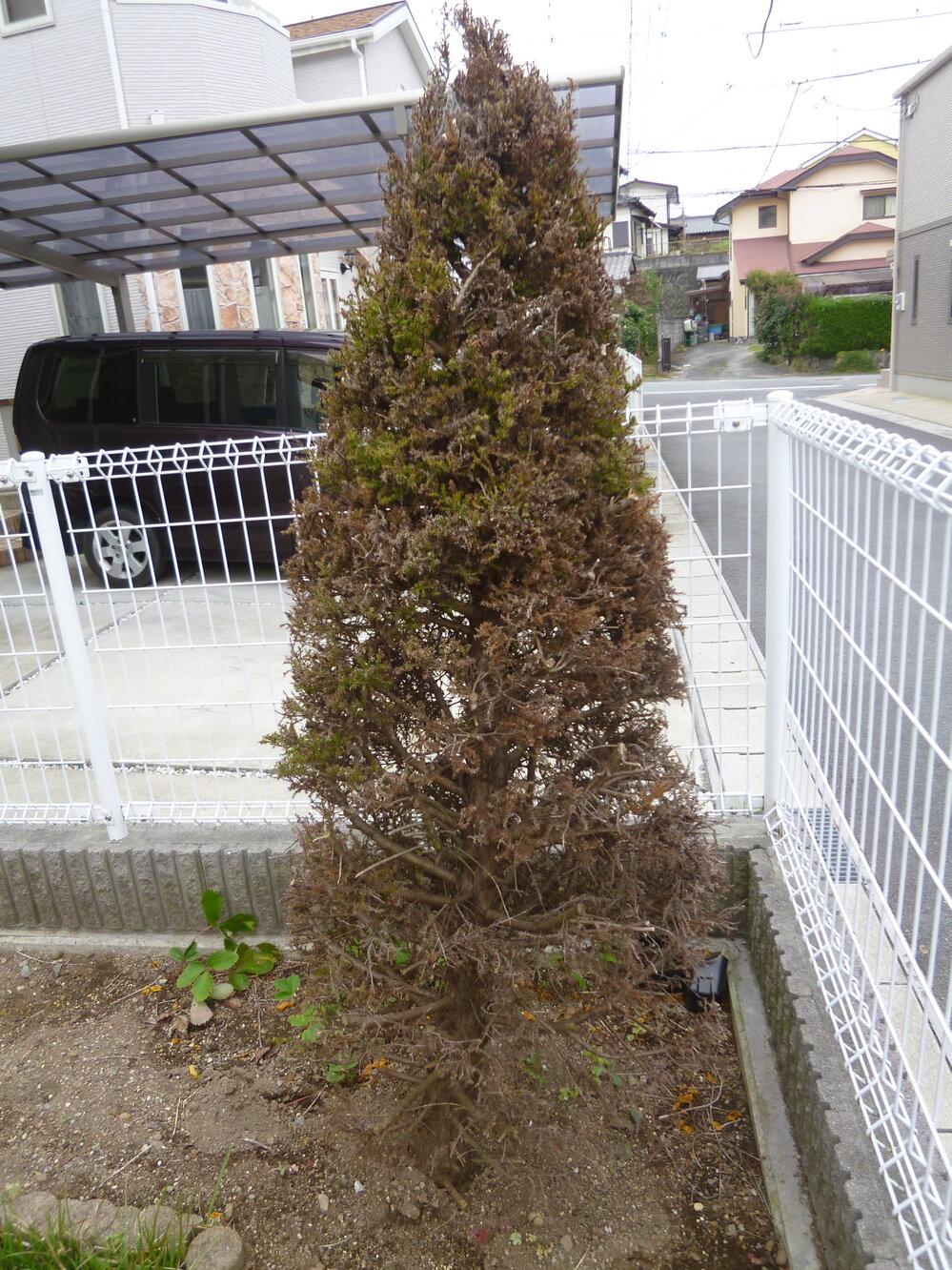 庭木のゴールドクレストが枯れそうで困っています 庭に植えて５年にな Yahoo 知恵袋