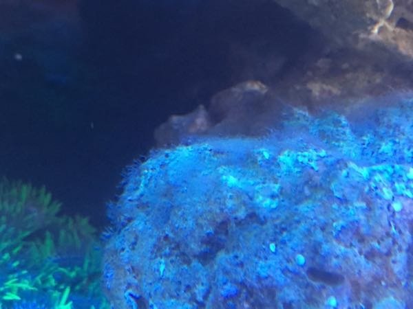 ライブロックの表面が白くなってしまいました。 - 海水魚を初