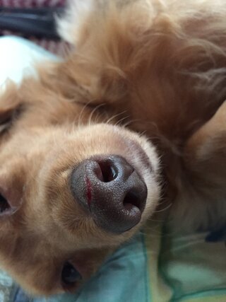 犬の毛をハサミで切っている途中犬が暴れてしまい鼻に切り傷を負わせてしまいまし Yahoo 知恵袋