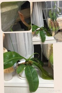 鳩や雀って 地面をつついてますけど 何を食べてるのですか 虫 って Yahoo 知恵袋