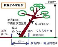 斜めになっている大木の伐採仕方に困っています 親戚が里山としていた土地の整備をす 教えて 住まいの先生 Yahoo 不動産