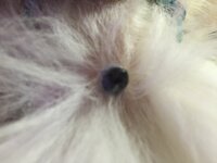 犬 パピヨン の首のところに黒いプニプニしたものがあります 潰しても痛がる様 Yahoo 知恵袋