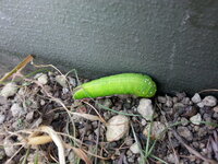 この芋虫は何の幼虫でしょうか 色は蛍光黄緑色で 足の近くにはピンクの線が入っ Yahoo 知恵袋