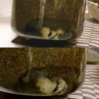 オオクワガタの幼虫 これは蛹室なのでしょうか クワガタの幼虫飼育は初めてです Yahoo 知恵袋