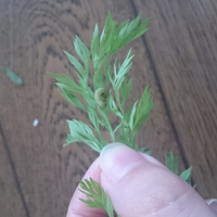 人参に芋虫がついてました 何になる予定の子ですか Yahoo 知恵袋