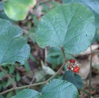 植物の名前がわかりませんので 教えてください 地べたを這うような Yahoo 知恵袋