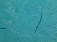 ダツ ヤガラ以外のお魚で口が少し長い魚を知っている方いましたら教えて Yahoo 知恵袋