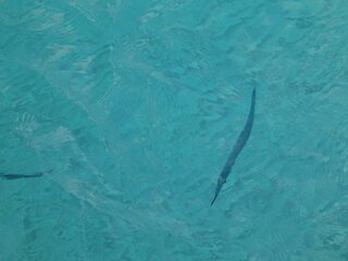 この海水魚の名前はなんでしょうか 2度目です タヒチで シュノーケリングして Yahoo 知恵袋