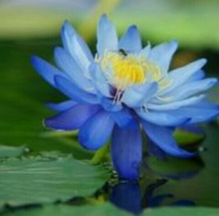 青い 睡蓮の花言葉ってありますか 青い睡蓮 の花言葉を教えて下さい Yahoo 知恵袋