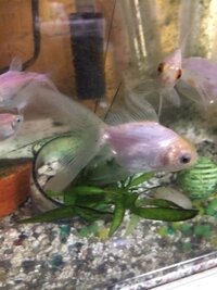 この魚と一緒の水槽にドジョウ飼ってました 3日目くらいでドジョウが死ん Yahoo 知恵袋