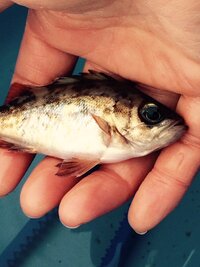 今日釣った魚なのですが メバルでしょうか もしくはアイゴの幼魚 当 Yahoo 知恵袋