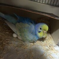 セキセイインコは自分自身が産んだ卵を食べたり割ったりしちゃうことってある Yahoo 知恵袋