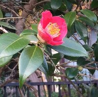 香り椿の中で香りが強い椿の種類 名前 を教えて下さい お早う Yahoo 知恵袋