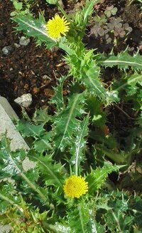 この葉のギザギザで背丈の低い黄色い花を咲かせる雑草らしき植物の名前をおしえて Yahoo 知恵袋