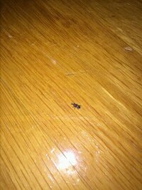 家に、小さなカブトムシのような黒い虫が大量、とまでは行きませんがたくさん歩いています。
小さくて沢山いるので、駆除してもまたノコノコと現れて、家族全員困っています。 この虫の名前と駆除の方法知りませんか？

もし知っている方がいらっしゃれば、できるだけ早く教えて欲しいです。

よろしくお願いします！！