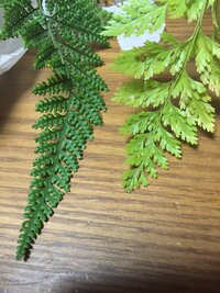 右の葉と左の葉はどちらともトキワシノブなのでしょうか 同じと聞いて Yahoo 知恵袋