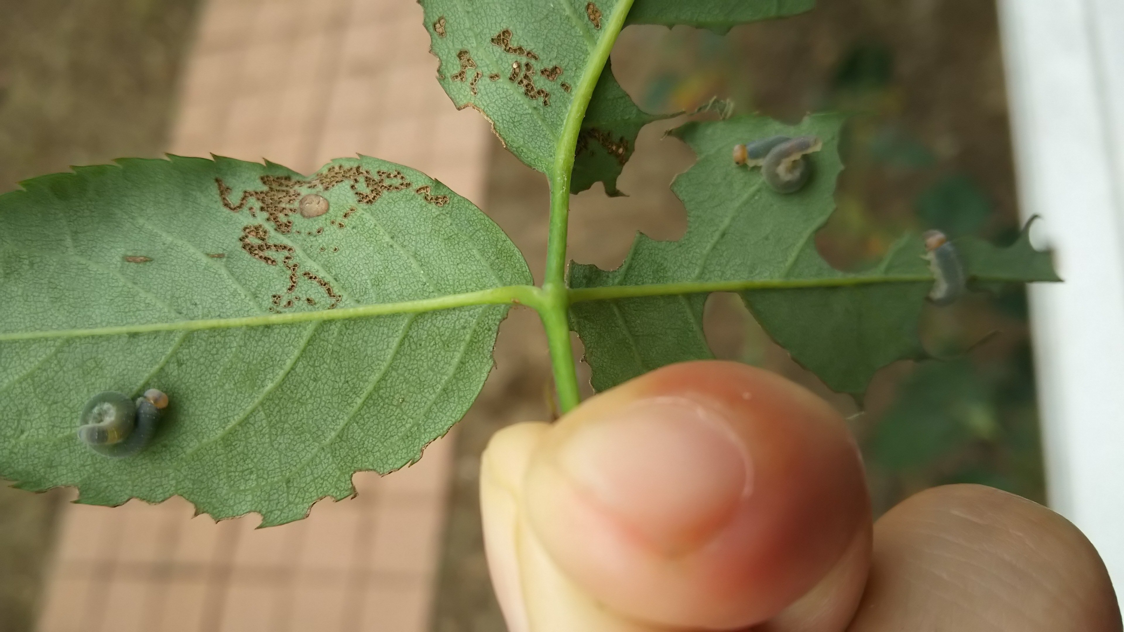 バラの葉っぱが虫に食べられて 葉に穴があいていたり なくなっています 小さい Yahoo 知恵袋