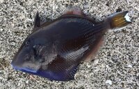 これって何て言う魚ですか 沖縄にて釣れました 一見カワハギか Yahoo 知恵袋