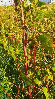 茎が赤く背の高い草が大豆畑に沢山生えています この草の名前をご存知の方がいら Yahoo 知恵袋