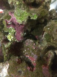 ライブロックに添付の画像のように白い点状の物ができています よく見 Yahoo 知恵袋