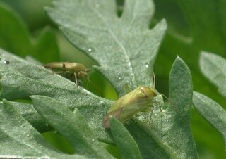 春菊につくこの虫はカメムシ類なのでしょうか 生長点付近の汁を吸っているようで Yahoo 知恵袋