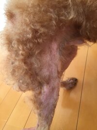 犬の皮膚病で悩んでいます 1年ほど前からうちのトイプードルの脱毛と皮膚の炎症 Yahoo 知恵袋