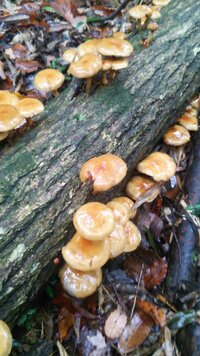 このきのこの名前は何でしょうか なめこだと思って採集しましたが もしかして Yahoo 知恵袋